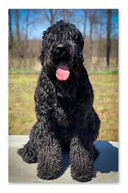 In the meantime, you can review puppies from our last litter below. Sand Meadow Farm Our Black Russian Sheepdog