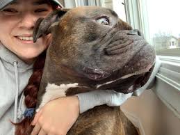 Submitting Otis' pretty smile while waiting for Daddy! #smilingdogchallenge 