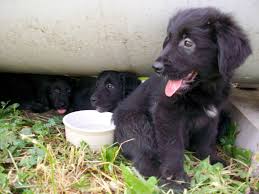 Australian Shepherd Lab Mix Black And White Pin By Sarah Douglas Steiner On Woof Retriever Mix Golden Retriever Mix Border Collie Collie Mix
