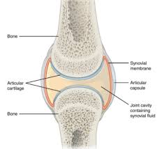 This joint unites long bones and permits free bone movement and greater mobility. Https Www Vedantu Com Question Answer Draw A Labelled Diagram Of A Synovial Joint Give Class 11 Biology Cbse 5f712056dc480e2a5cd3ba83
