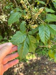 Image result for Allophylus africanus