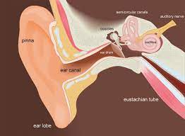 How To Get Water Out Of Your Ear Water In Ear Swimmers Ear Remedy Water In Ear Remedy