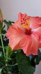 You might have heard about hibiscus and dogs, in particular how the flowers, leaves, and plant can potentially poison your pet. Pin By Payal Kumar On Garden Video Growing Hibiscus Hibiscus Plant Hibiscus Tree