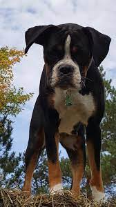 Tri Color Boxer Callie Boxer Dogs Boxer Dogs Funny Boxer Puppies