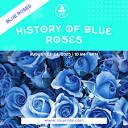 گل رز آبی نماد چیست - تاریخچه - Rosyrose