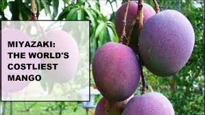 We bought a miyazaki mango for $45 to find out what all the fuss. Lbhdzftigfq7ym