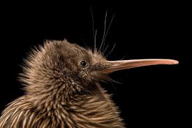 Image result for Keetia hispida