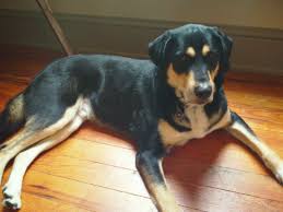 The german shepherd rottweiler mix dog is one of the best watchdogs/guard dogs there is, and how could they not be when we consider the fact that both their parents are some of the best watchdogs/guard dogs as well? Cooper German Sheperd Rottweiler Lab Mix He Rescued Me 3 Summers Ago Puppies Rottie Cute Dogs