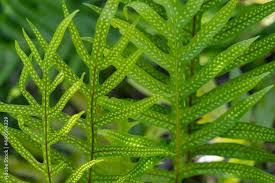 Image result for Microsorum scolopendria