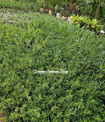 Image result for Barleria macrostegia