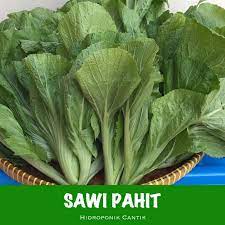 Peria, sayur peria, peria banyak khasiat, kesihatan. Benih Sawi Pahit Benih Sayur Asin Shopee Indonesia