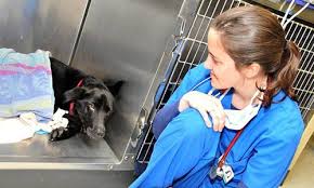 Lerner Spay Neuter Clinic