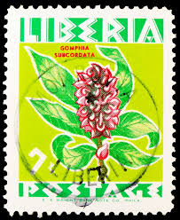 Image result for Gomphia