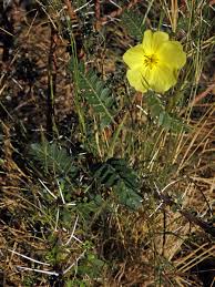 Image result for Tribulus zeyheri