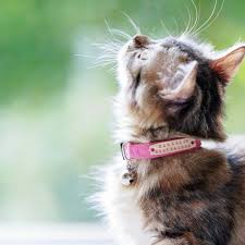 Various features are available too: Kittens Personalized Cat Collar Breakaway Cat Collar Safety Cat Collar Linen Cat Collar Customized Cat Collar Small Collar For Puppies à¹ƒà¸™à¸› 2020