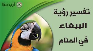 حلم الببغاء معنى وتفسير رؤية الببغاء في المنام ارب حظ