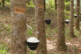 Learn more about malaysian rubber export promotion council. Malaysia Rubber Rubber Product Exports To Hit Rm20 Bln Target Says Ministry Global Rubber Markets