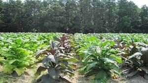 Appearing in the summer and fall, the flowers of most varieties open in the late afternoon to evening hours and fill the air with their potent sweet aroma. New Method Alters Tobacco Plant Metabolism And Reduces Carcinogens Technology Networks
