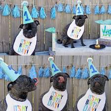 Fun Things To Do On Your Dog S Birthday Dog S 1st Birthday Photoshoot Ideas Dog Birthday Party Pets Dog Birthday Pictures Dog First Birthday