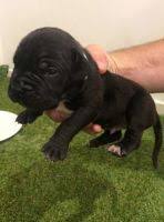 Check spelling or type a new query. Boerboel Breeders Links And Breed Information On Pups4sale Com Au