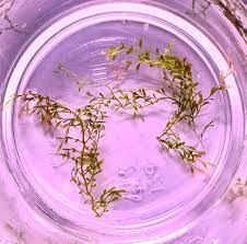 Image result for Podostemaceae