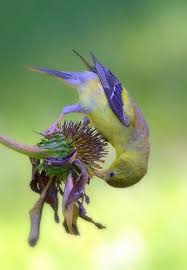American Goldfinch On Cone Flower Beautiful Birds Pet Birds Pretty Birds