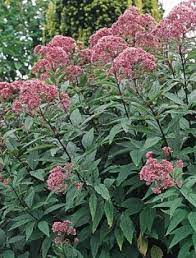 Eupatorium Purpureum Claire Austin Tuinplanten Tuin Planten