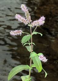 Image result for Achyrospermum micranthum