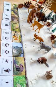 Animal Tracks In Snow Dough Winter Inspired Unit Study Hayvanlar Erken Donem Cocukluk Egitimi Duyumsal Aktiviteler