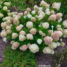 There are two main groups of hydrangeas: Little Lime Hydrangea Your Ultimate Guide Garden Sanity By Pet Scribbles