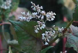 Image result for Crepidorhopalon goetzei