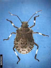 Image result for Heteromorpha stenophylla