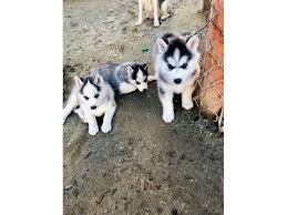 Welcome to puppies for adoption listings site. American Husky Puppies For Adoption Abu Dhabi Dubai Classifieds
