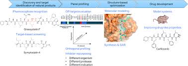 These fragments are needed for viral growth. Targeting Eukaryotic Proteases For Natural Products Based Drug Development Natural Product Reports Rsc Publishing Doi 10 1039 C9np00060g