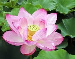 Batang teratai menghubungkan akar yang tertanam di dasar permukaan dengan daun dan bunga yang berada di permukaan air. 52 Koleksi Spesial Gambar Daun Teratai