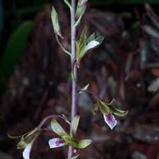 Image result for Eulophia leachii