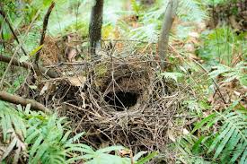 Names Of Birds With Their Nests Is Australia The Birthplace Of Birds Nests Ornithology News Via Rarebirdalertuk Bird Nest Common Birds Birds