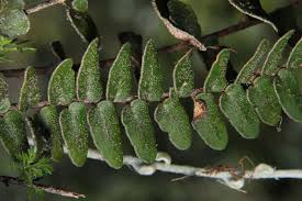 Image result for Cheilanthes angustifrondosa