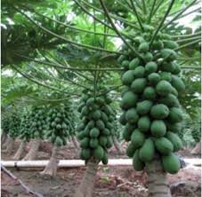 Cara mudah tut pokok betik. Cara Tut Pokok Betik Kaedah Pokok Hiasan Dan Landskap Facebook