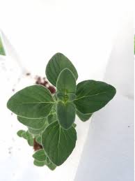 Image result for Micromeria