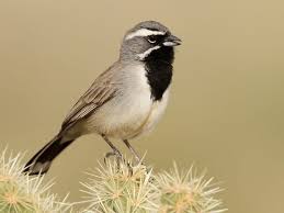 Yellow Birds Of Arizona Desert Black Throated Sparrow House Sparrow Bird Life List Ornithology