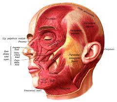 Check spelling or type a new query. Face Wikipedia