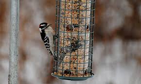 Most woodpeckers feel at home in trees where they build cavity nests and find food. 11 Tips On How To Attract Woodpeckers To Your Yard 2021 World Birds