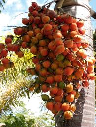 Palm tree fruit comes from fan palm species indigenous to the southwestern u.s. These Are Actually Seeds From A Palm Tree And Not Oranges Palm Trees Tree Palm