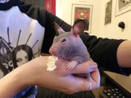 We did not find results for: I Own A Hairless Hamster Named Wrinkleboi Here He Is Looking Wise And Holding A Piece Of Matzoh In His Mouth Aww