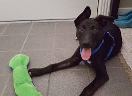 The german shepherd dog has an outline of smooth curves on a longer than tall body that's strong, agile, substantial, and an exceptionally outreaching and elastic gait, covering the ground in great strides. German Shepherd Labrador Retriever Mix Puppy For Adoption In San Antonio Texas Adopt Xander Today