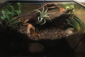 My Finished Bioactive Leopard Gecko Vivarium Vivarium