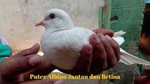 Mengingat antara burung jantan dan betina memiliki ciri fisik yang hampir sama. Begini Cara Bedakan Puter Albino Jantan Dan Betina Youtube