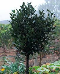 Στην ελλάδα, ως καλλωπιστικά φυτά σε κήπους και πάρκα φυτεύονται τρία κύρια. Dafnh H Agaphmenh Twn 8ewn Kai Twn An8rwpwn Kai Oi Ekplhktikes Ths Idiothtes Bioathens