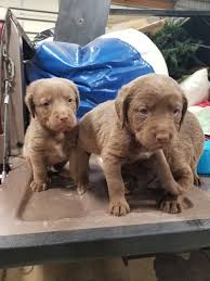 Once found, this breed will freeze, usually pointing the direction of game. Chesapeake Bay Retriever Puppies For Sale Elkton Ky 269011